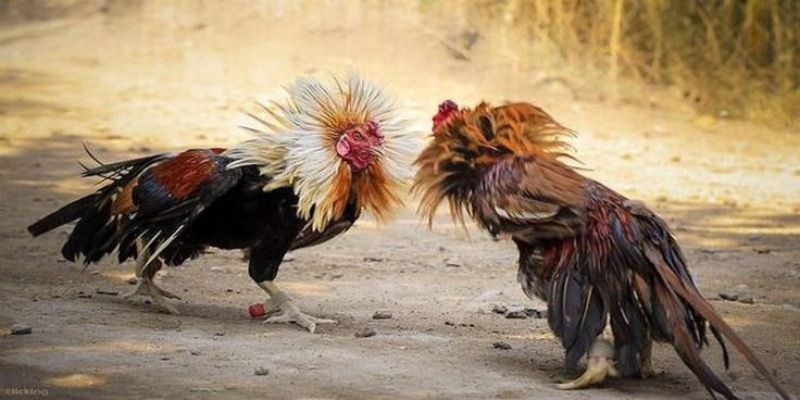 Bí quyết giúp thắng lớn tại đá gà J88 chúng tôi